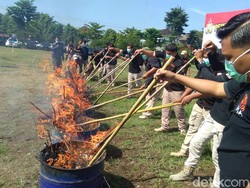 Polresta Yogya Musnahkan Barang Bukti 1.083 Batang Pohon Ganja