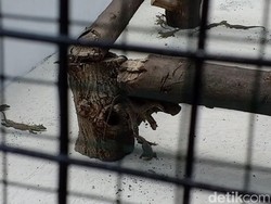 Rekor! 74 Anak Komodo Lahir di Kebun Binatang Surabaya