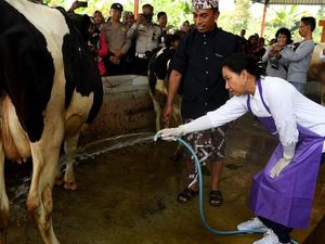 Perdagangan Bebas Indonesia-Australia Akan Mengancam Peternakan Lokal? Perdagangan Bebas Indonesia-Australia Akan Mengancam Peternakan Lokal?