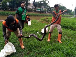 Lihat Rumput Bergoyang, Petugas UPK Badan Air Temukan Ular Sanca
