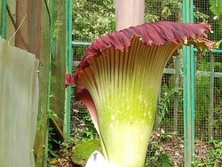 Bunga Bangkai Kembali Mekar di Kebun Raya Cibodas