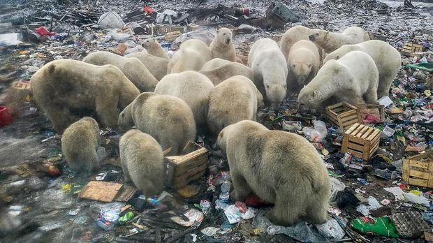 Alam Dirusak Manusia Beruang Kutub Terpaksa Makan Sampah