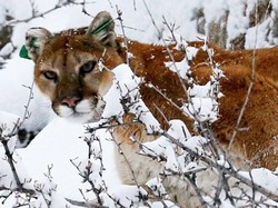Heroik! Ayah di California Selamatkan Anak dari Serangan Singa Gunung