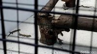Kebun Binatang Surabaya Tambah Koleksi 74 Ekor Anak Komodo