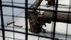 Kebun Binatang Surabaya Tambah Koleksi 74 Ekor Anak Komodo