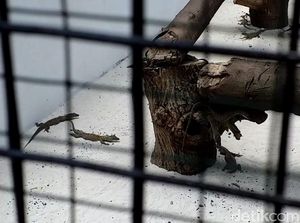 Kebun Binatang Surabaya Tambah Koleksi 74 Ekor Anak Komodo Kebun Binatang Surabaya Tambah Koleksi 74 Ekor Anak Komodo