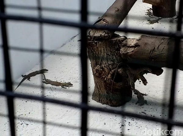 Kebun Binatang Surabaya Tambah Koleksi 74 Ekor Anak Komodo