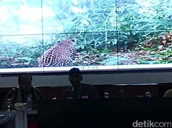 Macan Tutul Masih Ada di Hutan Gunung Muria Kudus