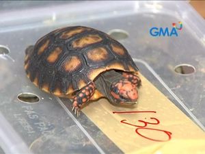 Filipina Ungkap Penyelundupan Ribuan Kura-kura Langka