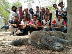 Tinggal 45 Hari Bersama Komodo, Seperti Ini Rasanya