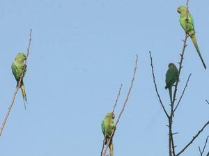 Diduga Kecanduan, Burung Kakatua Jadi Hama Petani Candu India Diduga Kecanduan, Burung Kakatua Jadi Hama Petani Candu India