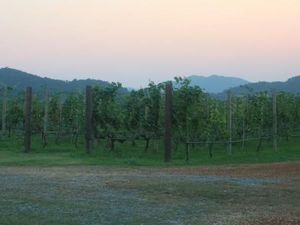 Foto: Lagi Ngehits di Pattaya, Wisata Perkebunan Anggur