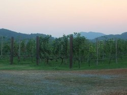 Foto: Lagi Ngehits di Pattaya, Wisata Perkebunan Anggur