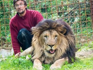 Tragis! Pria Ceko Tewas Diterkam Singa Peliharaannya di Rumah
