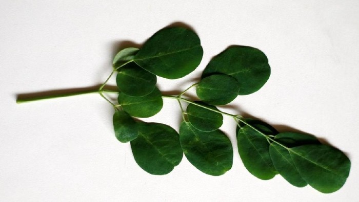 Daun kelor untuk atasi stunting. Foto: iStock Daun kelor untuk atasi stunting. Foto: iStock