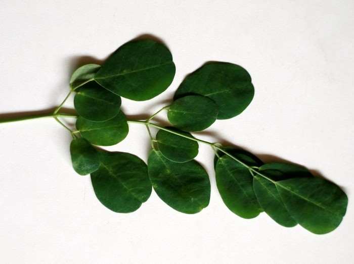 9 Manfaat Daun Kelor untuk Kesehatan/Foto: iStock 9 Manfaat Daun Kelor untuk Kesehatan/Foto: iStock
