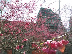 Selain Jepang, Taiwan Bisa Jadi Tempat Terbaik Menikmati Sakura