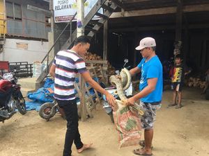 Lagi, Ular Piton Seberat 20 Kilogram Ditangkap di Sulbar