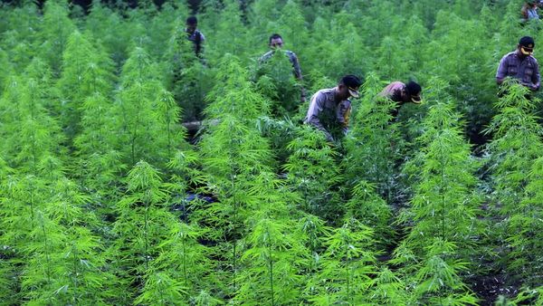 Polisi Musnahkan 80 Ribu Batang Ganja di Aceh