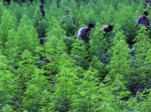 Polisi Musnahkan 80 Ribu Batang Ganja di Aceh Polisi Musnahkan 80 Ribu Batang Ganja di Aceh
