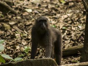 Lihat Lebih Dekat, Si Kera Hitam dari Sulawesi Selatan