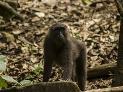 Lihat Lebih Dekat, Si Kera Hitam dari Sulawesi Selatan