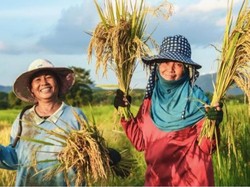 Petani Padi Tidak Perlu (Lagi) Takut Gagal Panen