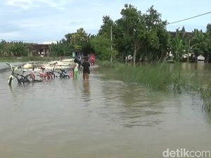 Tanggul Luar Bengawan Solo Jebol, Puluhan Hektare Sawah Terendam