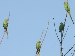 Burung Beo Pecandu Opium Buat Kegaduhan di India