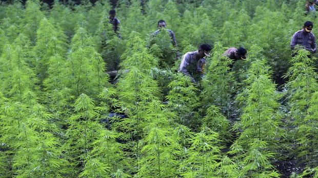 Ilustrasi perkebunan ganja. (