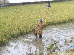 Luapan Sungai Bengawan Solo Rendam 45 Desa di Bojonegoro