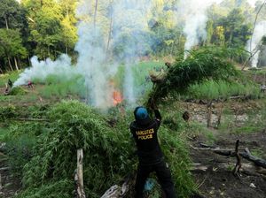 Video Ganja di Lahan Seluas 10 Hektare di Aceh Besar Dimusnahkan!