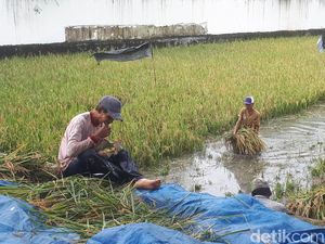 Sawah Terendam Banjir, Dinas Pertanian: Tak Pengaruhi Stok Beras Sawah Terendam Banjir, Dinas Pertanian: Tak Pengaruhi Stok Beras