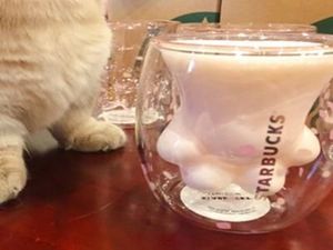 Tren Cup Starbucks Bentuk Tapak Kucing, Netizen Masukkan Kaki Kucing ke  Gelas