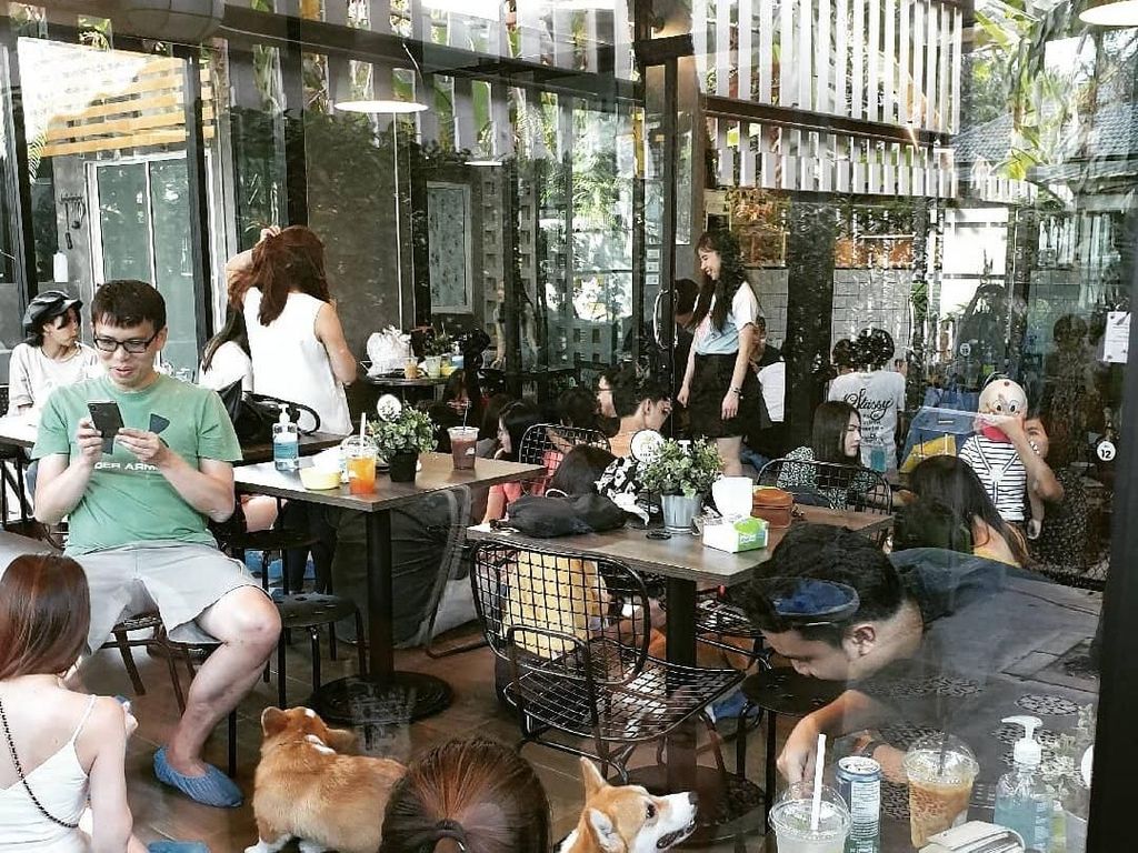 Di Kafe Ini Bisa Makan Sambil Bermain dengan 12 Ekor Anjing Corgis Di Kafe Ini Bisa Makan Sambil Bermain dengan 12 Ekor Anjing Corgis