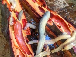 Jijik Tapi Enak, Ini Cacing Tamilok yang Populer di Filipina