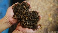 Maggot, Si Pengurai Sampah Pendulang Rupiah