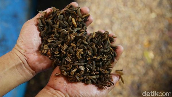 Maggot, Si Pengurai Sampah Pendulang Rupiah