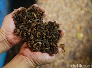 Maggot, Si Pengurai Sampah Pendulang Rupiah