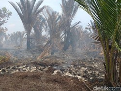 Kebakaran Lahan di Meranti Riau, Jarak Pandang Masih Normal