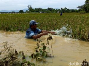 Gagal Panen Dampak Banjir, Petani Ponorogo akan Dapat Benih dan Pupuk