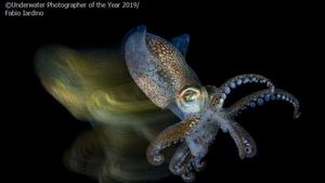 Karya Memukau Jawara Underwater Photographer of The Year 2019