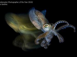 Karya Memukau Jawara Underwater Photographer of The Year 2019
