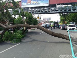 Pohon Trembesi Roboh di Wonokromo, Kemacetan Hingga 2 Km