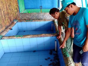 Pulau Harapan Selamatkan Penyu Sisik dari Kepunahan
