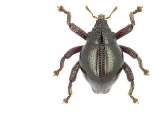 Lebih dari 100 Spesies Baru Serangga Ditemukan di Sulawesi