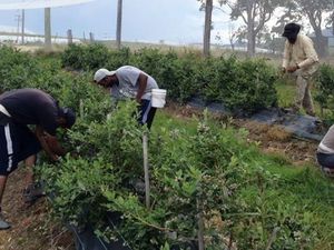 Industri Pertanian Australia Sangat Tergantung pada Pekerja Ilegal Industri Pertanian Australia Sangat Tergantung pada Pekerja Ilegal