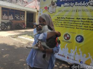 Dulu Dibuang Pemilik, Bandi Juara Lomba Mirip Bobby Kucing Prabowo