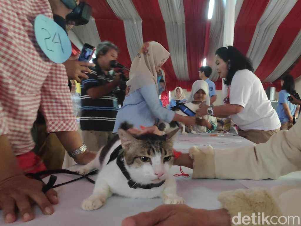 Video: Saat Para Kucing Berlomba Mirip Bobby The Cat Prabowo Video: Saat Para Kucing Berlomba Mirip Bobby The Cat Prabowo