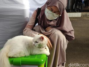 Biar Bulu Kucing atau Anjing Nggak Rontok Lagi Begini Caranya